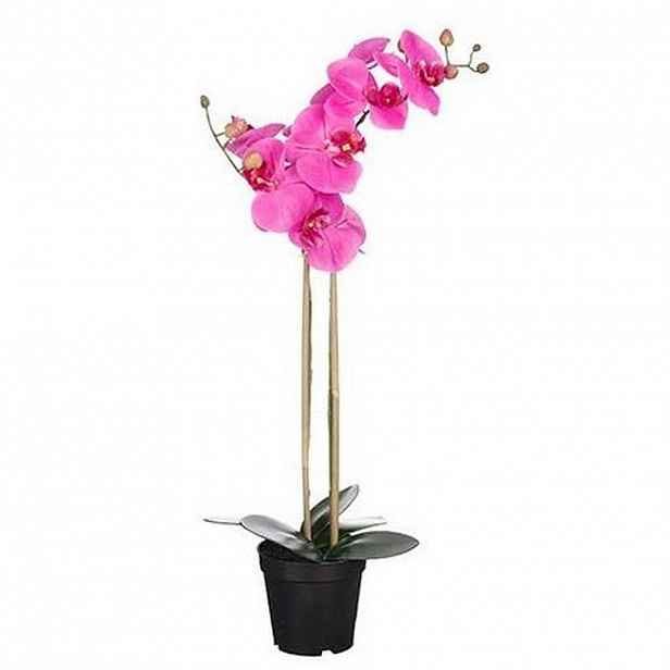 ORCHIDEJ PHALAENOPSIS
