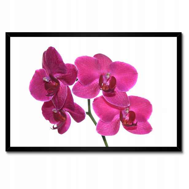 Plakáty v rámu 60x40 Fialový orchidej