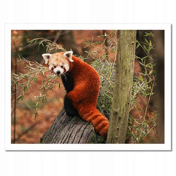 Plakáty v rámu 40x30 Pandka rudá panda malá panda červená menší