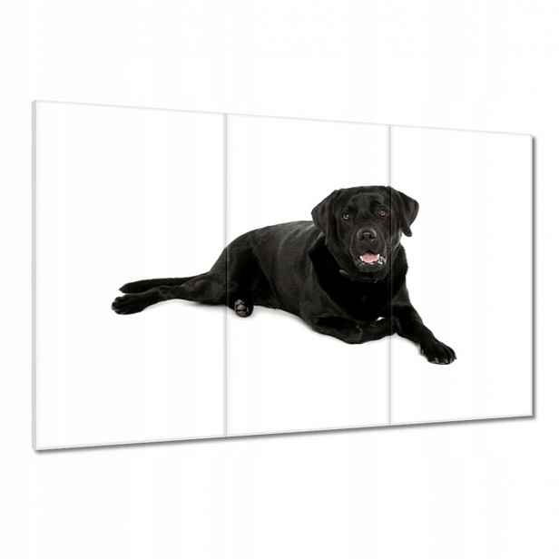 Obrazy 120x80 Černý labrador Pejsek