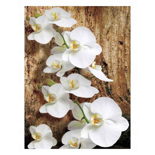 Fototapeta Orchideje bílé a Phalaenopsis jemnost 206x275 lepidlo