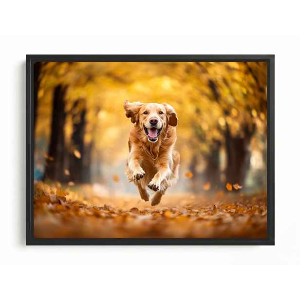 Obraz Rám Americký Box Podzimní Park Procházka Pes Zlatý Radost Zábava 80x60
