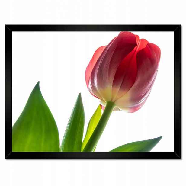 Plakáty v rámu 40x30 Červený tulipán Květina