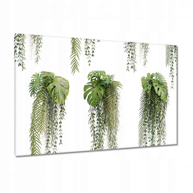 Obrazy 120x80 Monstera děravé listy