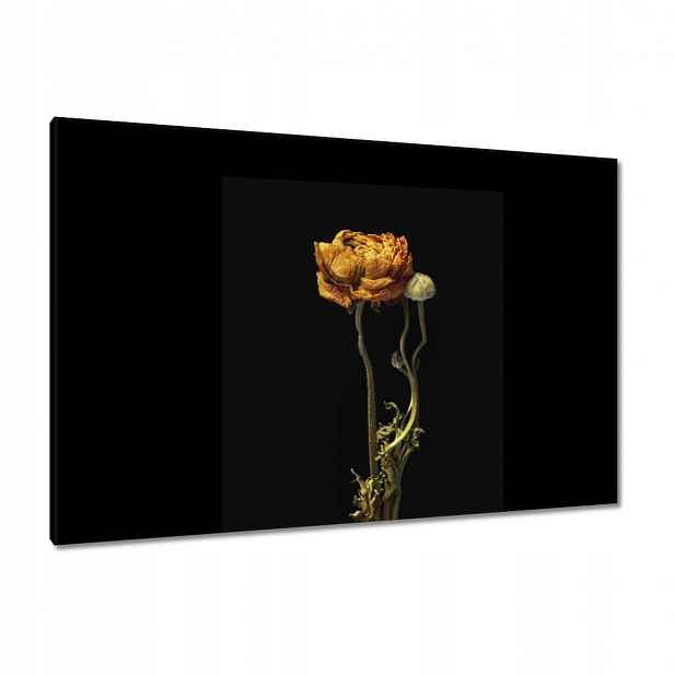Obrazy 120x80 Sušený červený mák