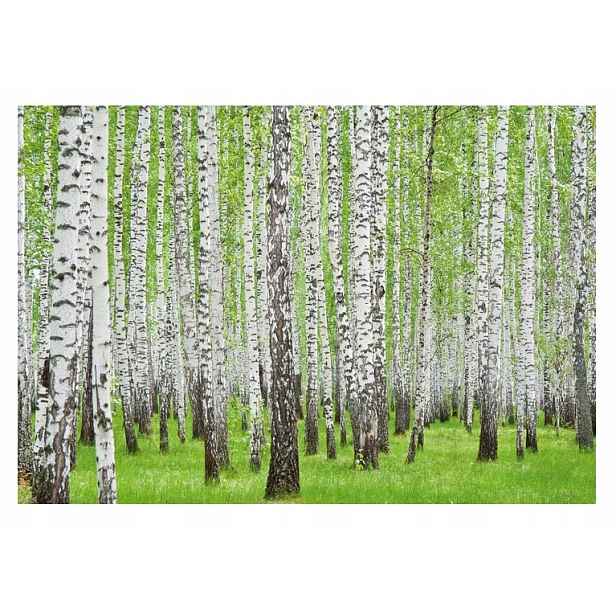 Fototapeta Břízový Les Stromy Příroda 3D 416x254
