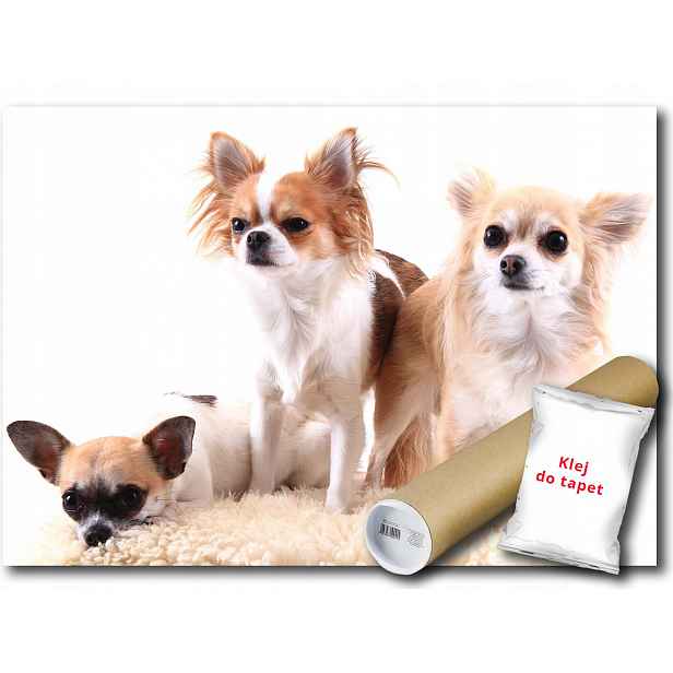 Vinylová fototapeta pes čivava 152x104