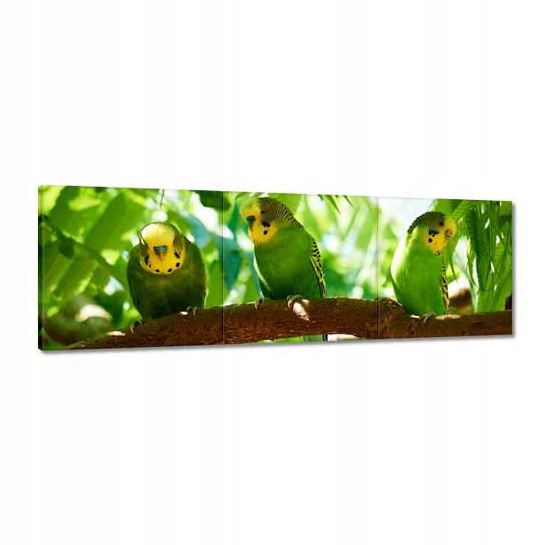 Obrazy 120x40 Papoušci Ptáčci