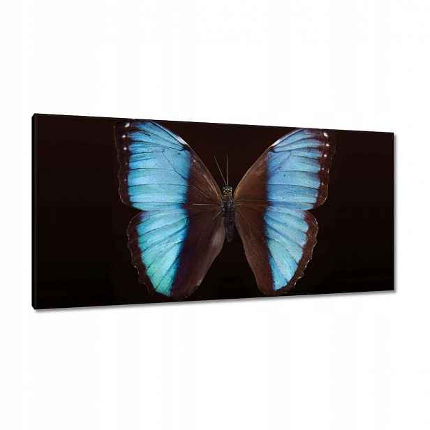 Obrazy 115x55 Modrý motýl