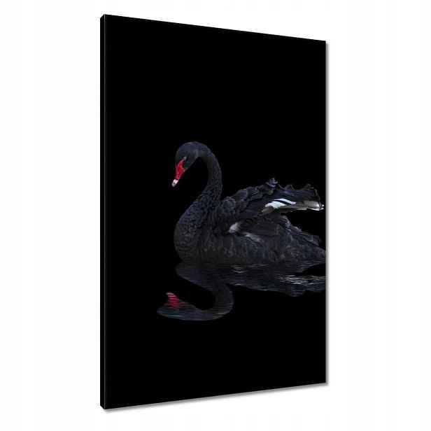 Obrazy 60x90 Krásná černá labuť