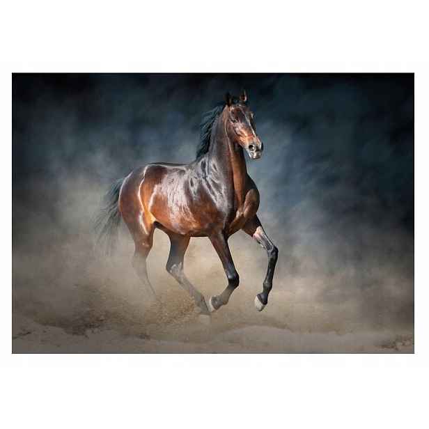 Fototapeta Kůň Koně Zvířata Galop 3D 254x184