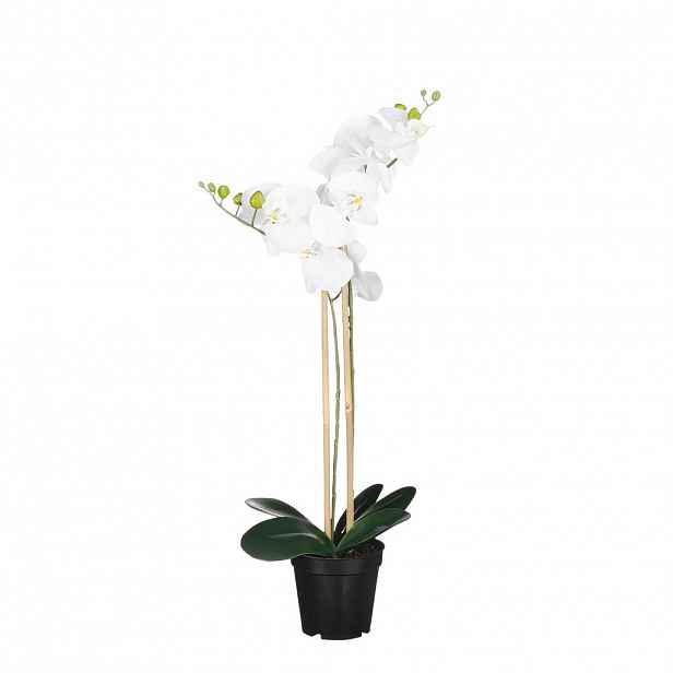 ORCHIDEJ PHALAENOPSIS