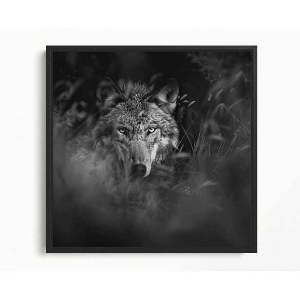 Obraz Rám Americký Box Fauna Příroda Šedý Vlk Portrét 50x50