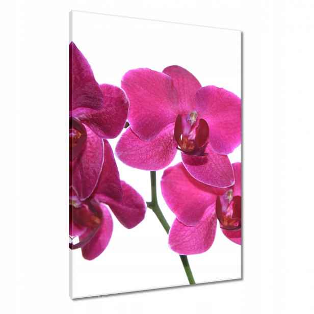 Obrazy 70x100 Fialový orchidej