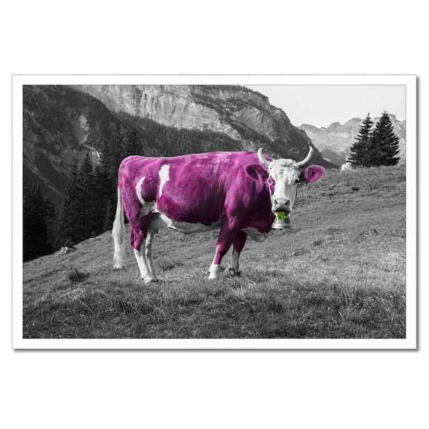Plakáty v rámu 60x40 Fialová kráva Emilka