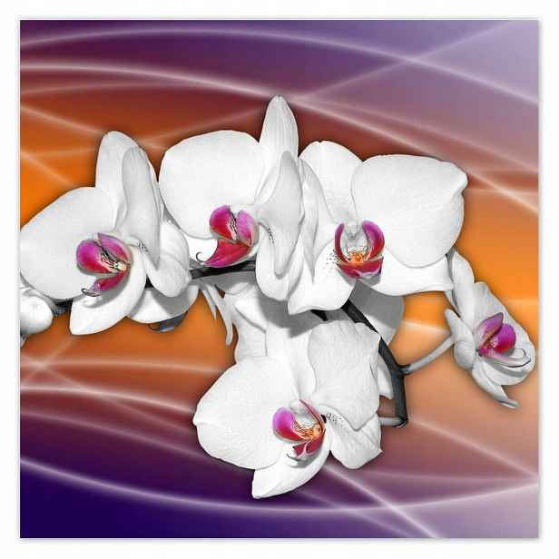 Plakáty 140x140 Krásný orchidej