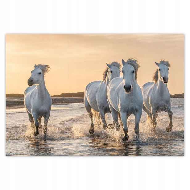 Fototapety 152x104 Divocí koně Wild Horses
