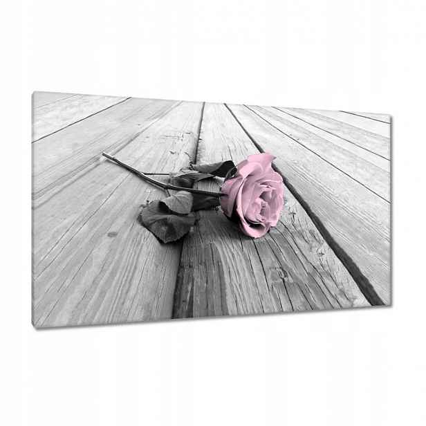 Obrazy 120x70 Pudrová růžová Old pink Rose