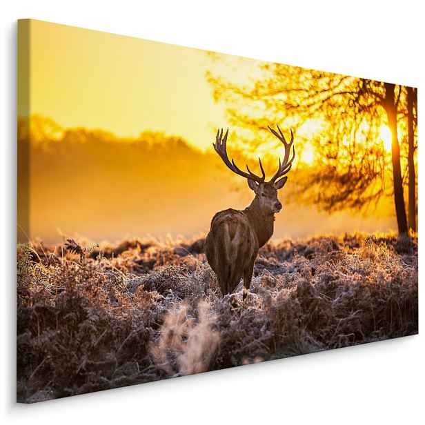 MyBestHome BOX Plátno Jelen V Ranním Slunci Varianta: 120x80