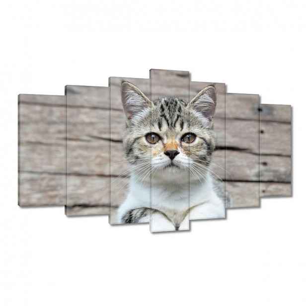 Obrazy 140x80 Kočka Kotě Kočky Kočka