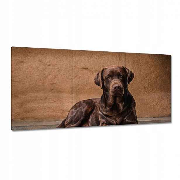 Obrazy 120x60 Hnědý přítel Pes