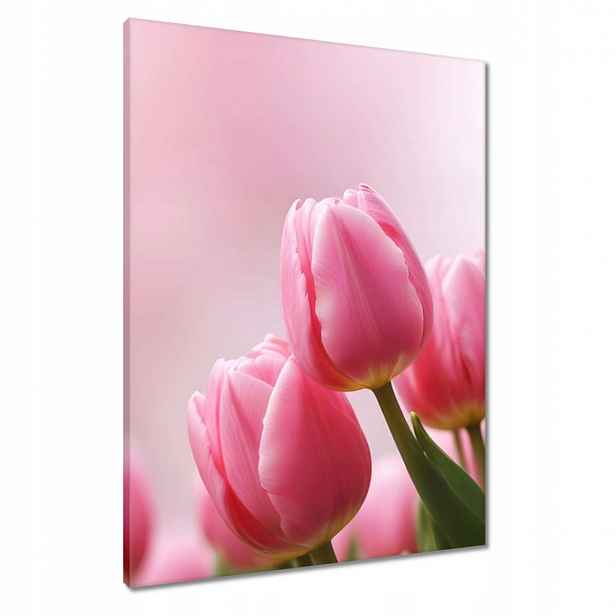 Obrazy 60x80 Růžové tulipány