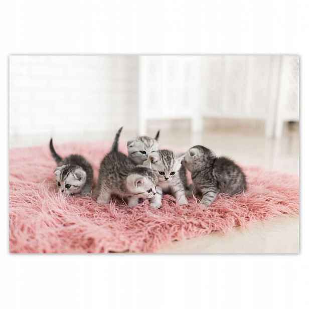 Fototapety 152x104 Kočka Kočky Kicia