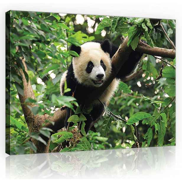 Obraz Panda Zvířata Příroda Moderní Velký Do Ložnice Obývacího Pokoje 100x70