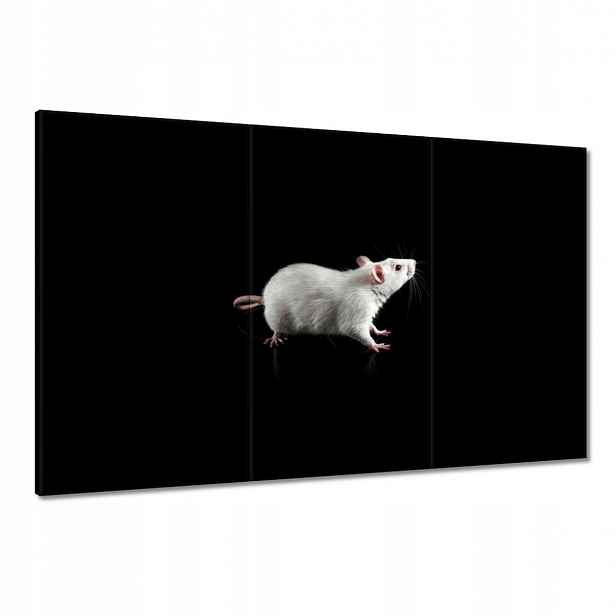 Obrazy 120x80 Bílá malá myš
