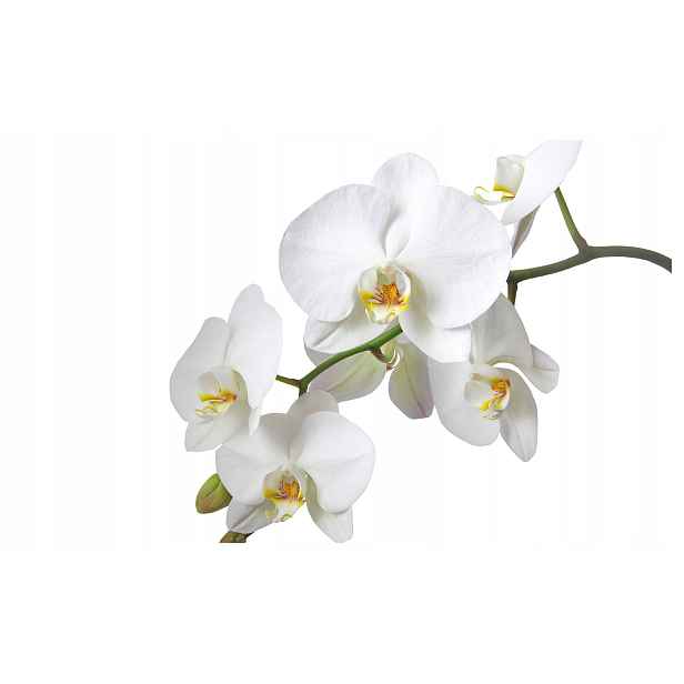 Vliesová fototapeta Bílé orchideje Elegance přírody 350x250 lepidlo