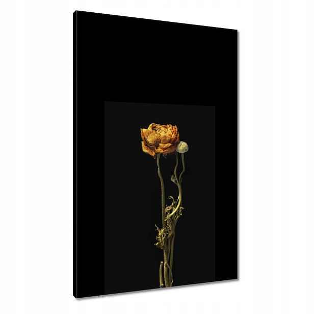 Obrazy 60x90 Sušený červený mák