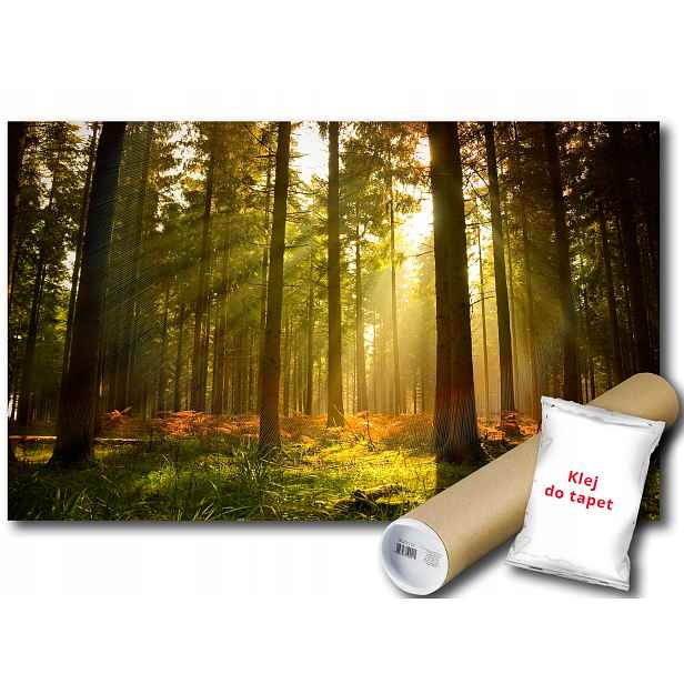 Vinylová Fototapeta Les Stromy Slunce 152x104