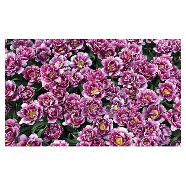 Fototapeta Tulipány v odstínech fialové a žluté 312x219 lepidlo