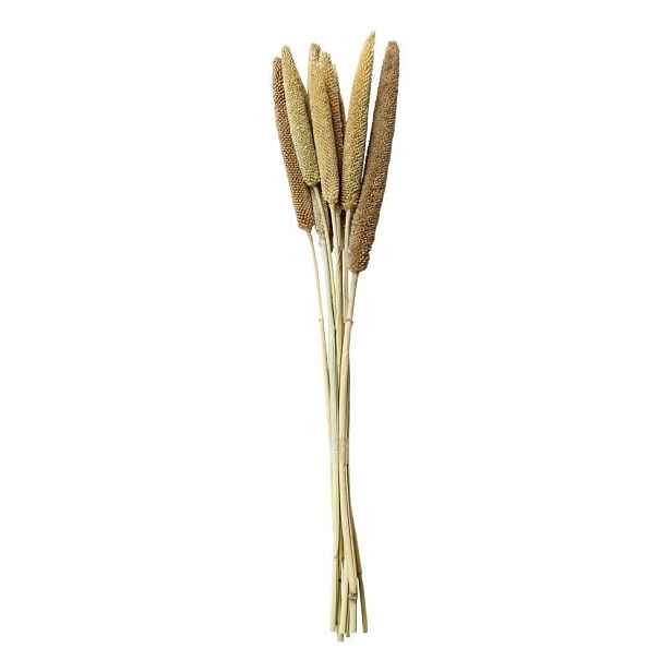 Dekorace sušená rostlina svazek 10ks perlové proso - 60 cm Chic Antique