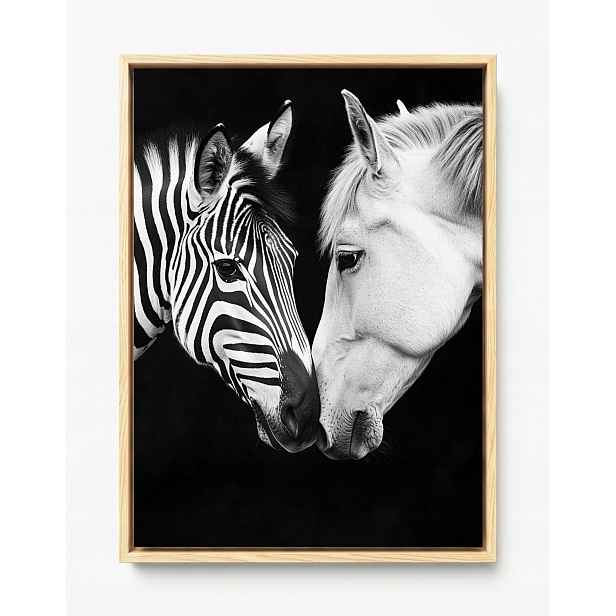 Obraz Rám American Box Portrét Kůň Zebra Bílá Černá Kontrast B&w 60x80