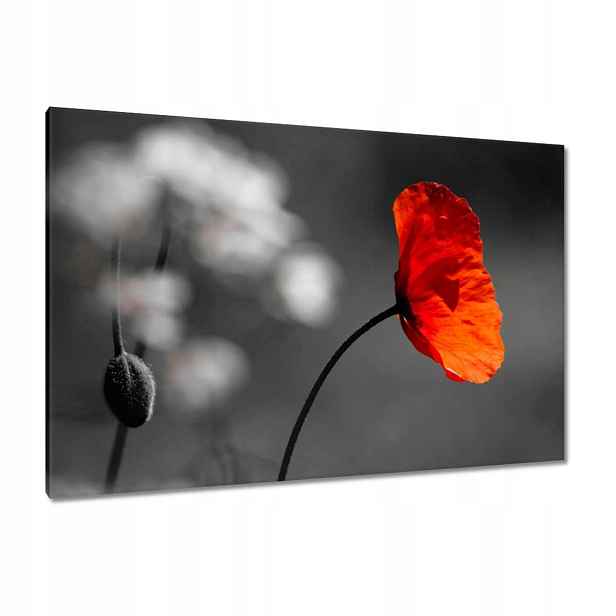 Obrazy 120x80 Rozkvetlý červený mák