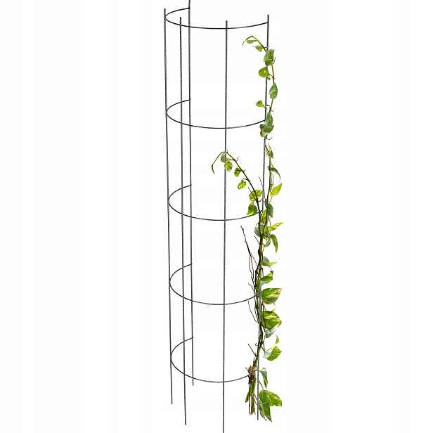 Kolumna Pergola Obecná Na Květy Růže 120 cm