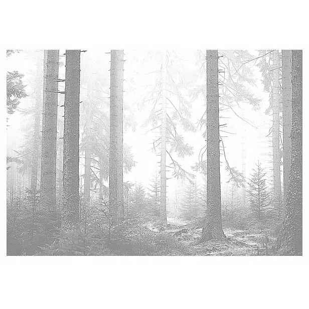 Fototapeta Les V Mlze stromy černobílá 254x184
