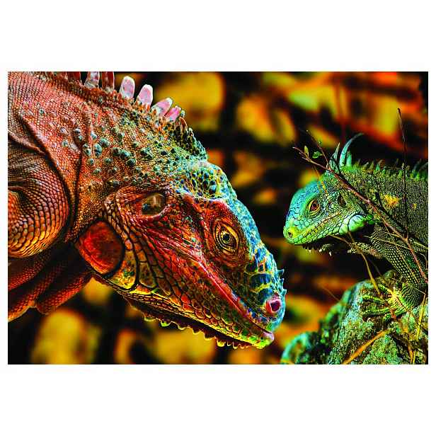 Fototapeta Iguana Exotika na zeď Zelený akcent přírody 416x254 lepidlo