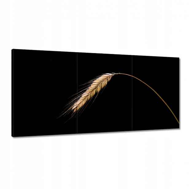 Obrazy 180x90 Klas žito obilí zlaté