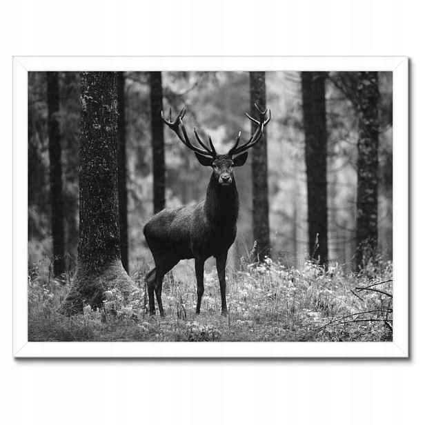 Plakáty v rámu 40x30 Jelen v lese B&w