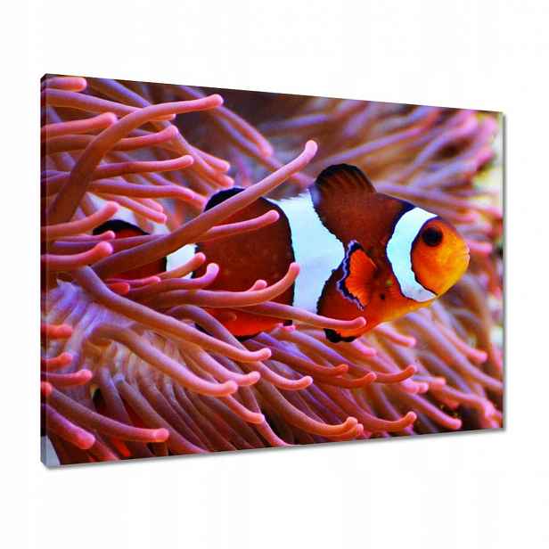 Obrazy 80x60 Oranžová rybka Rafa