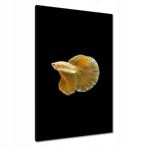 Obrazy 80x120 Zlatá siamská ryba