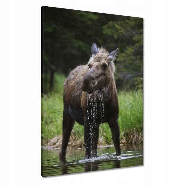 Obrazy 70x100 Losí zvířata