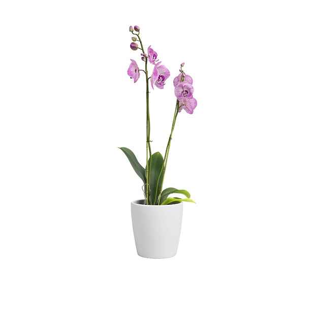 Keramický květináč ø 14 cm Thalia – Artevasi