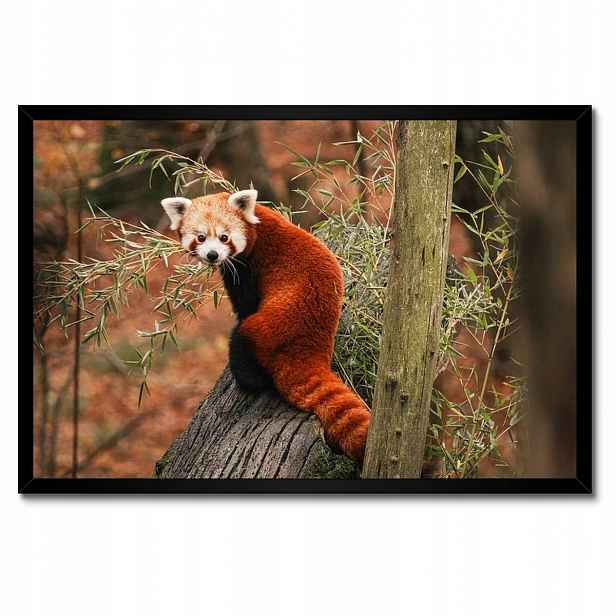 Plakáty v rámu 60x40 Pandka rudá panda malá panda červená menší