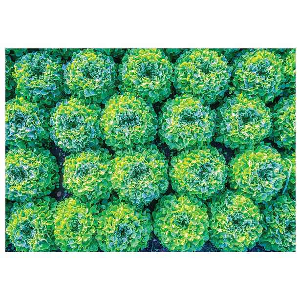 Fototapeta Salát Lattuga vitamínový dekor zelený kout 208x146 lepidlo