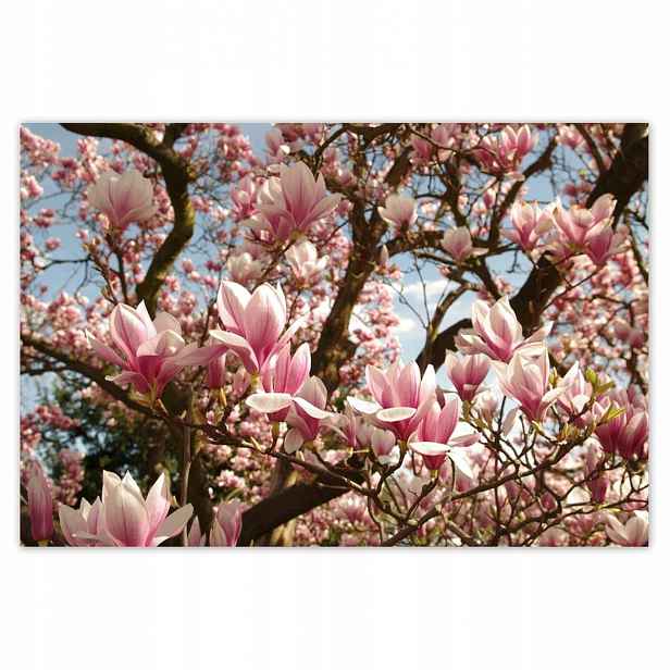 Plakáty 200x135 Magnolie Květiny Světle Modrá