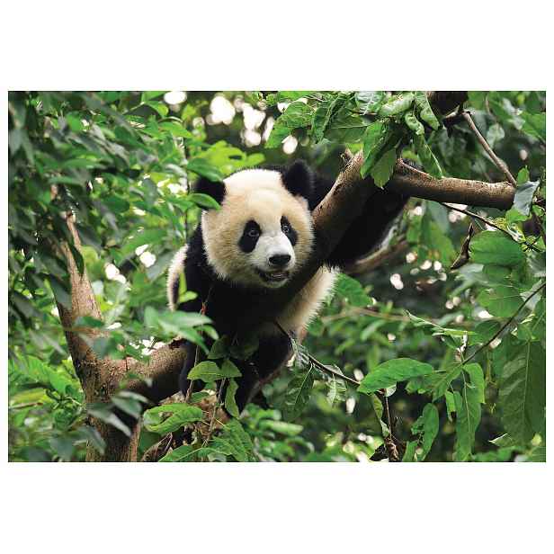 Vliesová fototapeta Panda v zelené barvě s bambusovou oázou přírody 368x254 lepidlo