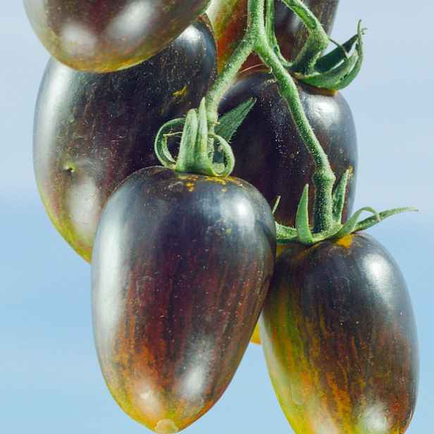 Culina Botanica Rajče Atomic Grape